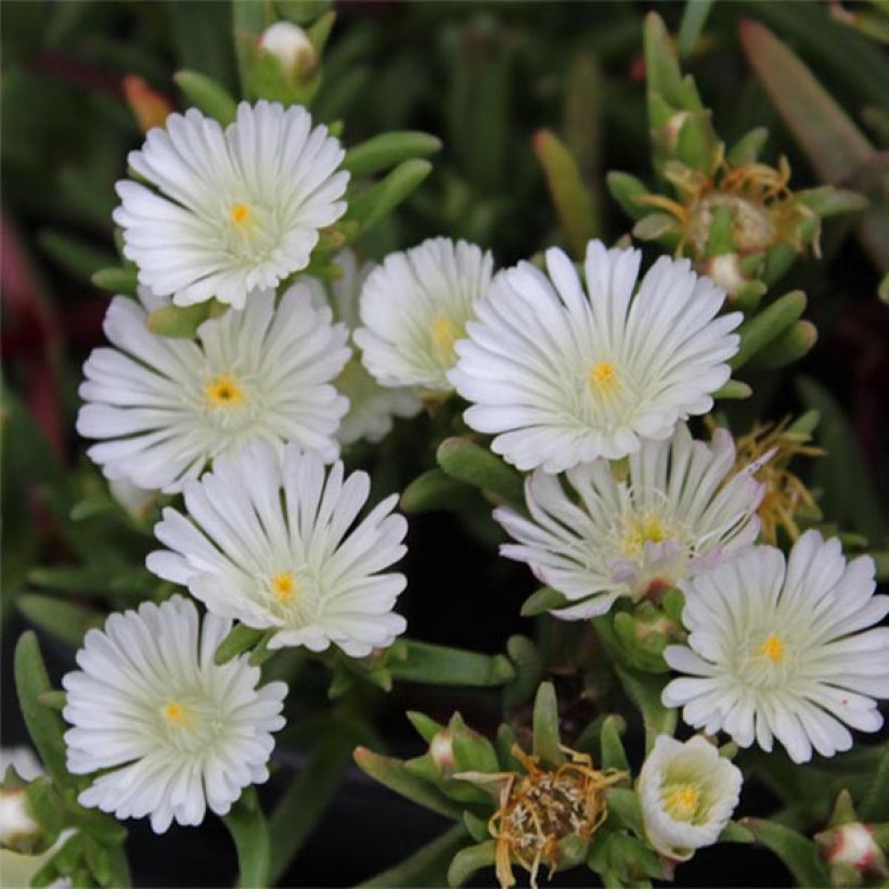Delosperma Wheels of Wonder White (Flowering)