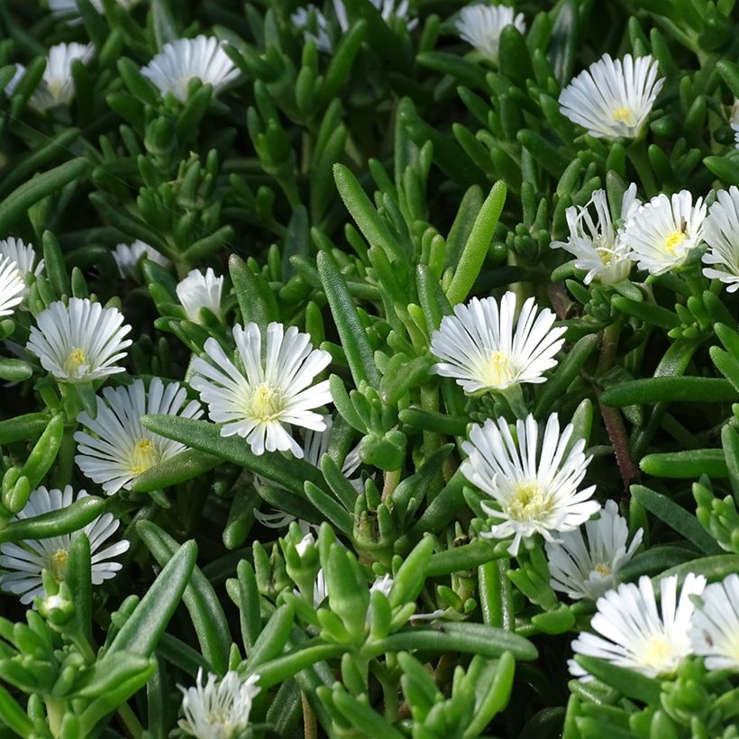 Delosperma Wheels of Wonder White (Foliage)