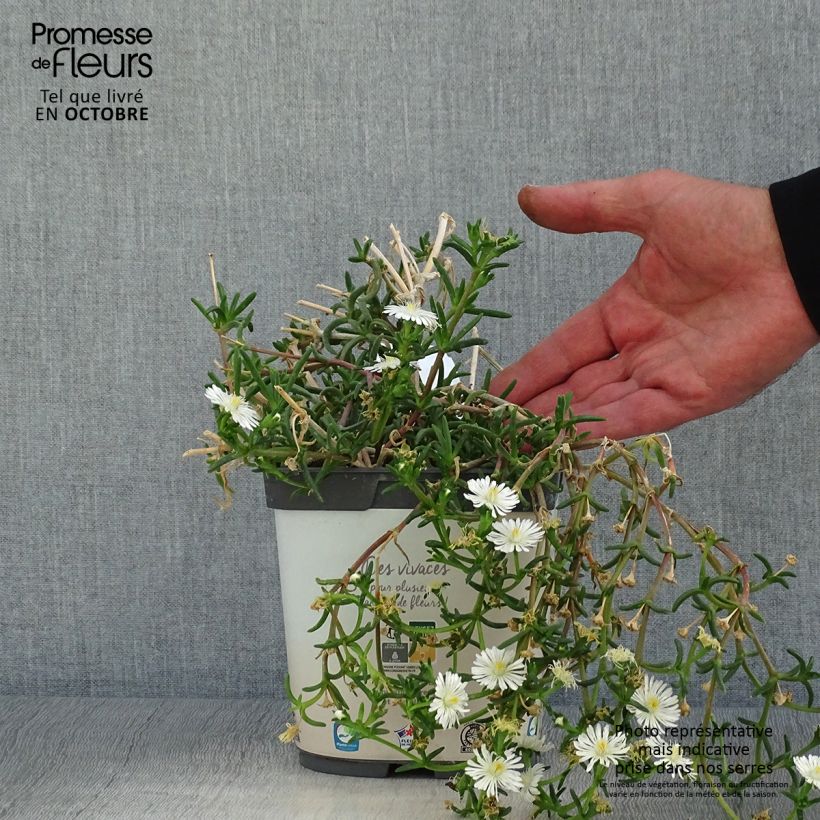 Spécimen de Delosperma Wheels of Wonder White Pot de 2L/3L tel que livré en automne