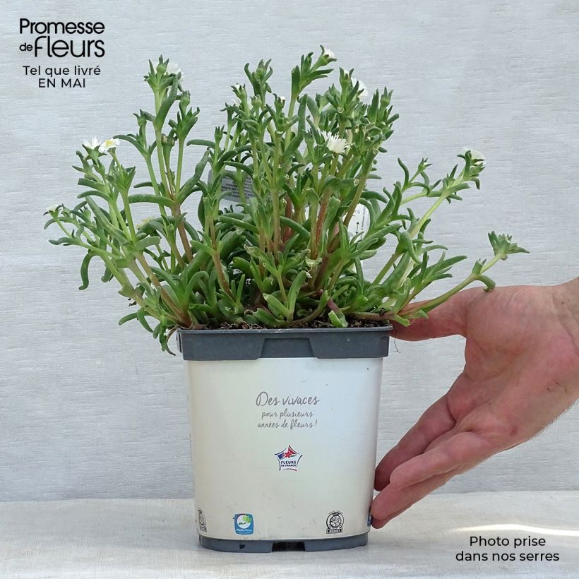 Example of Delosperma Wheels of Wonder White Pot de 2L/3L as you get in printemps