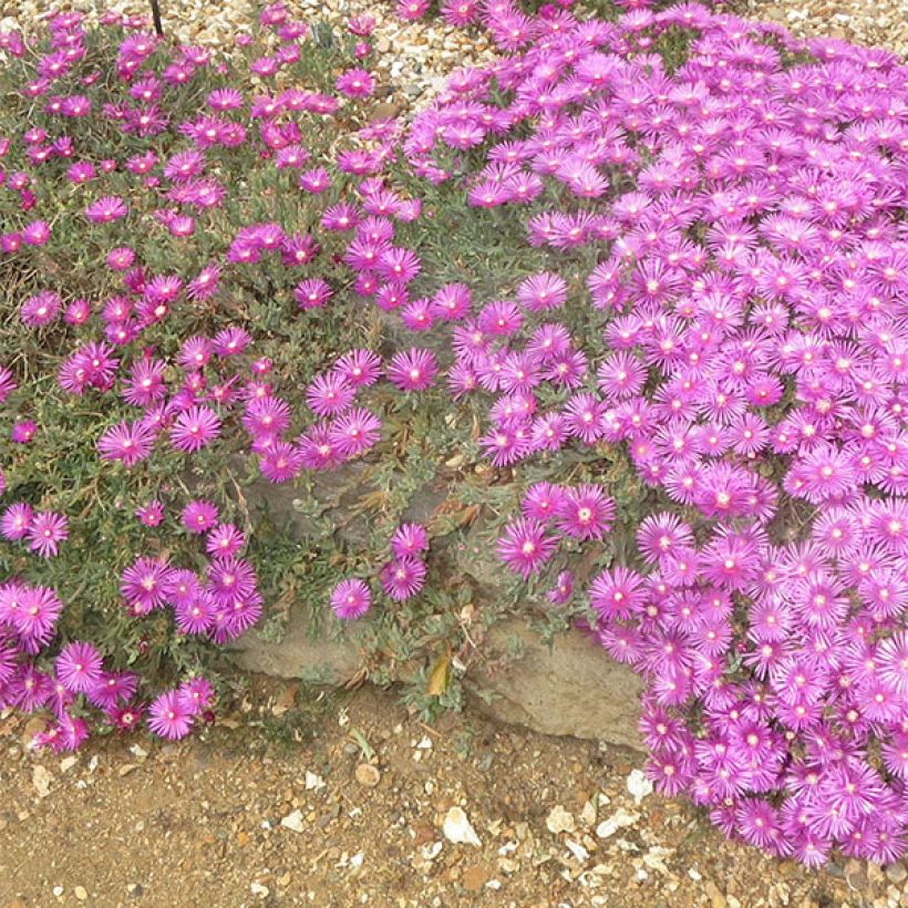 Delosperma cooperi - Pourpier de Cooper (Flowering)