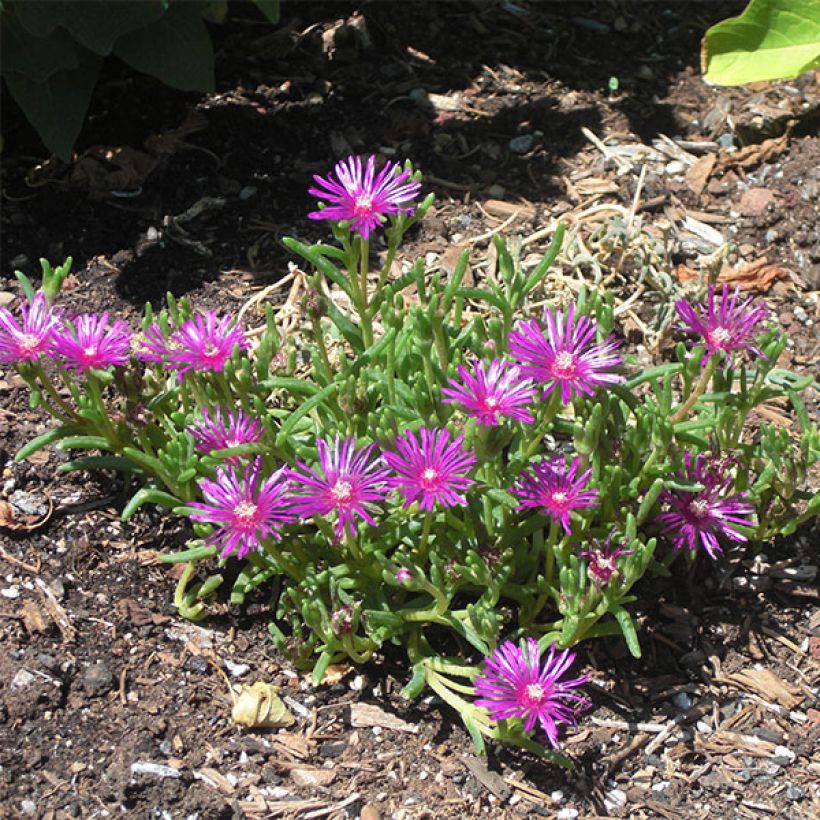 Delosperma cooperi - Pourpier de Cooper (Plant habit)