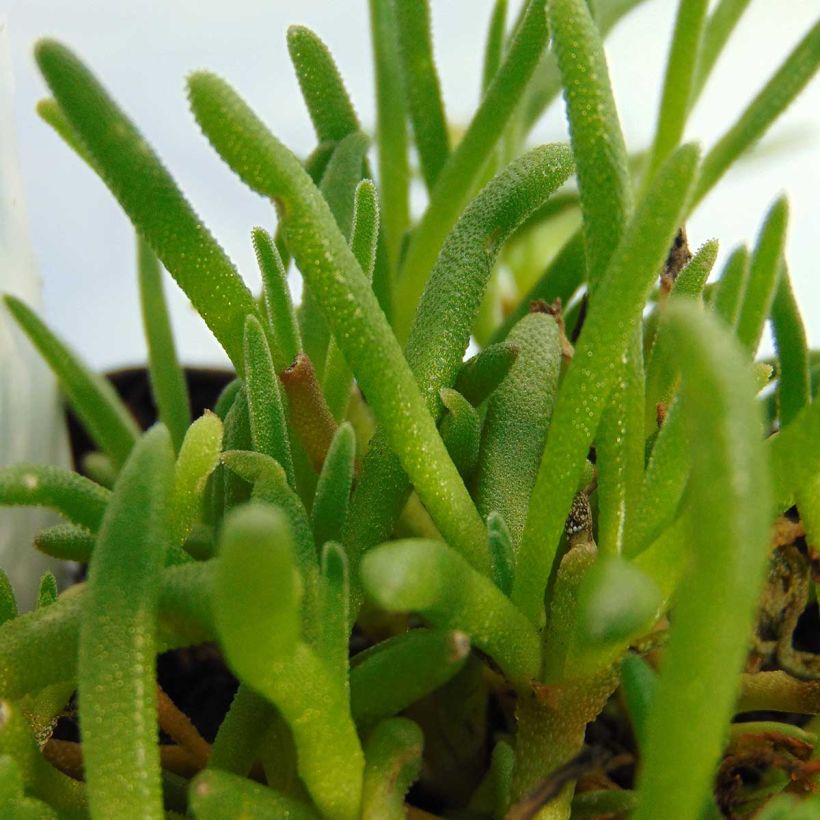 Delosperma cooperi - Pourpier de Cooper (Foliage)