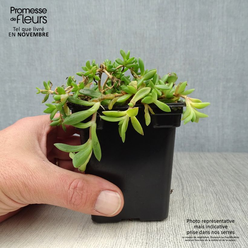 Spécimen de Delosperma cooperi - Pourpier de Cooper Godet de 7/8 cm tel que livré en automne