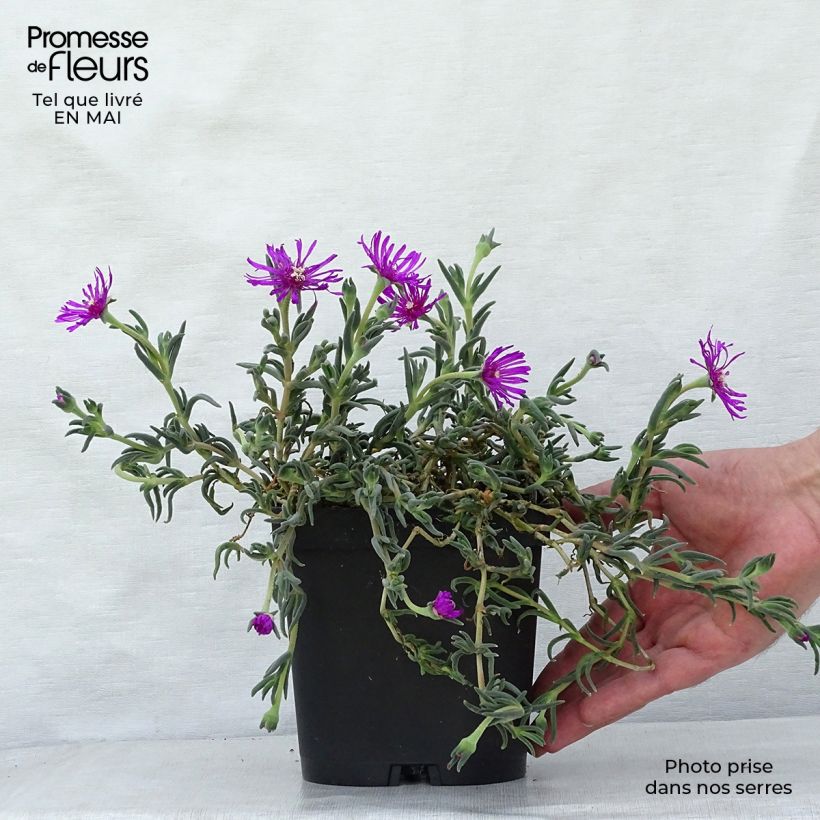 Example of Delosperma cooperi - Pourpier de Cooper Godet de 7/8 cm as you get in printemps