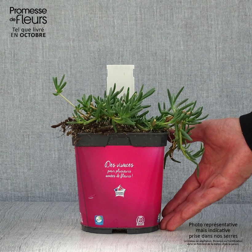 Spécimen de Delosperma cooperi - Pourpier de Cooper Pot de 2L/3L tel que livré en automne