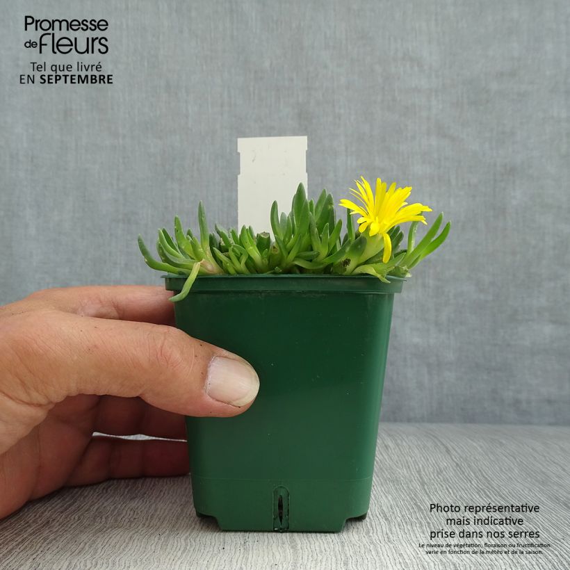 Spécimen de Delosperma deschampsii Godet de 8/9 cm tel que livré en automne