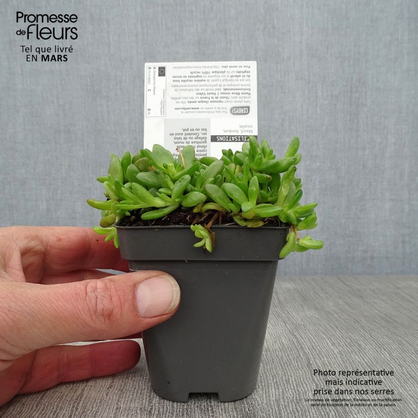 Example of Delosperma lineare - Ficoïde jaune, Pourpier vivace Godet de 8/9 cm as you get in printemps