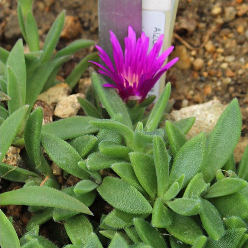 Delosperma sutherlandii - Pourpier de Sutherland (Foliage)