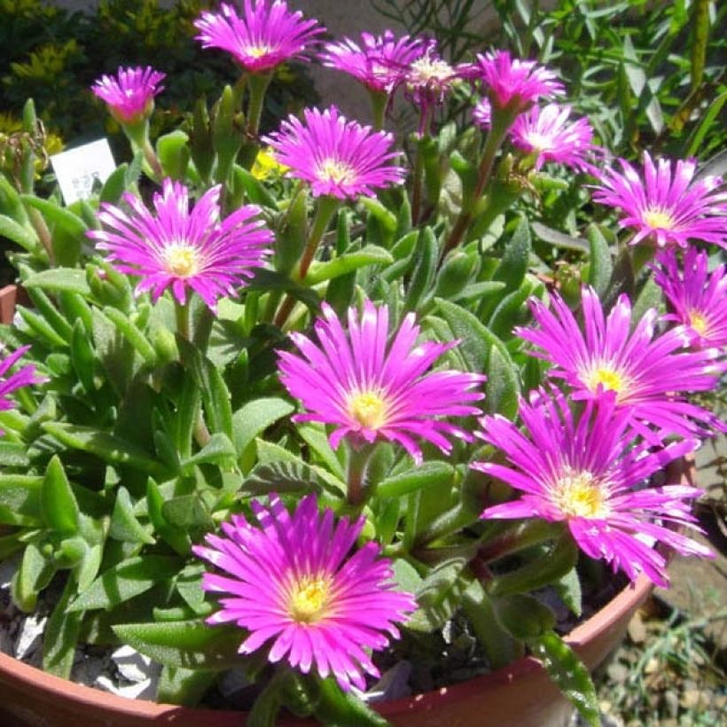 Delosperma sutherlandii - Pourpier de Sutherland (Plant habit)