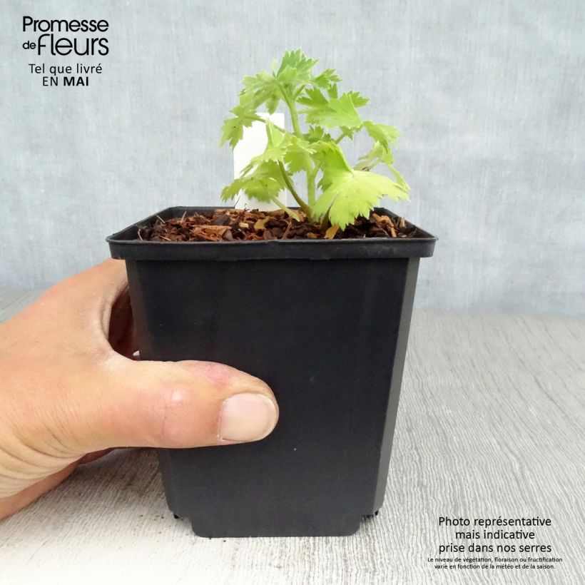 Spécimen de Delphinium Crystal Delight - Pied d'alouette élevé Pot de 10 cm/11cm tel que livré au printemps