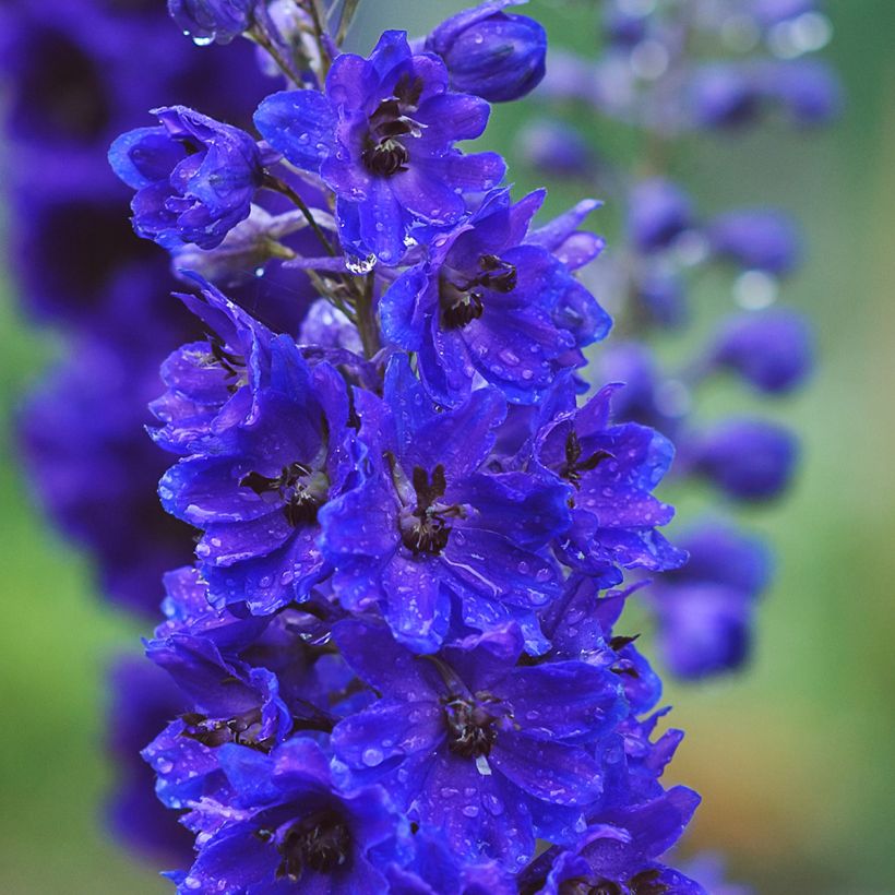 Delphinium Dark Blue-Black Bee - Pied d'Alouette vivace (Flowering)