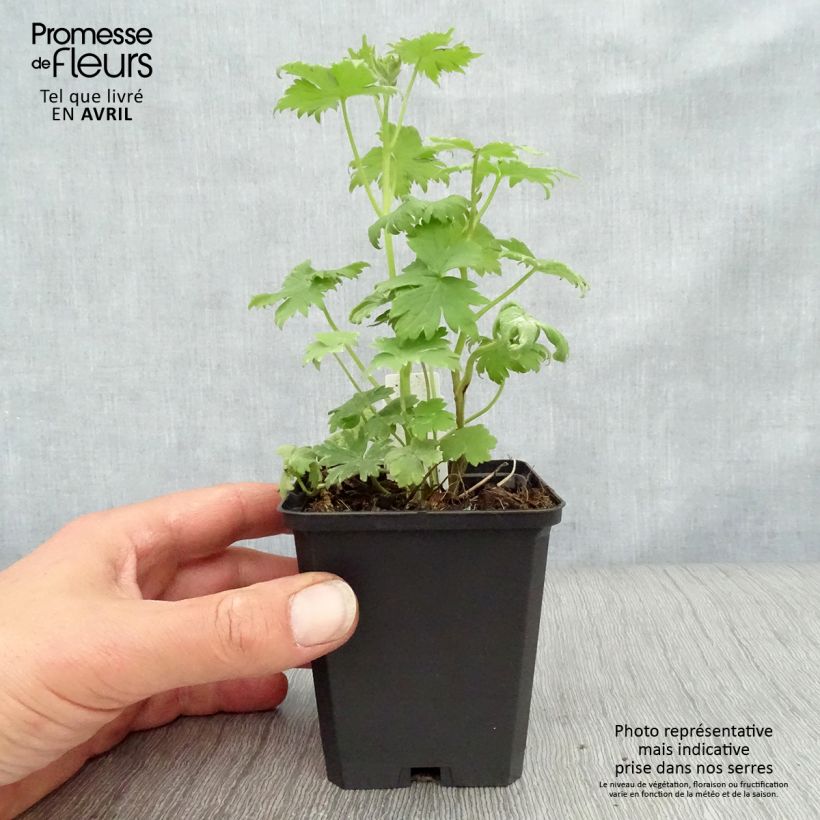 Example of Delphinium Dark Blue-White Bee - Pied d'Alouette vivace Godet de 8/9 cm as you get in printemps