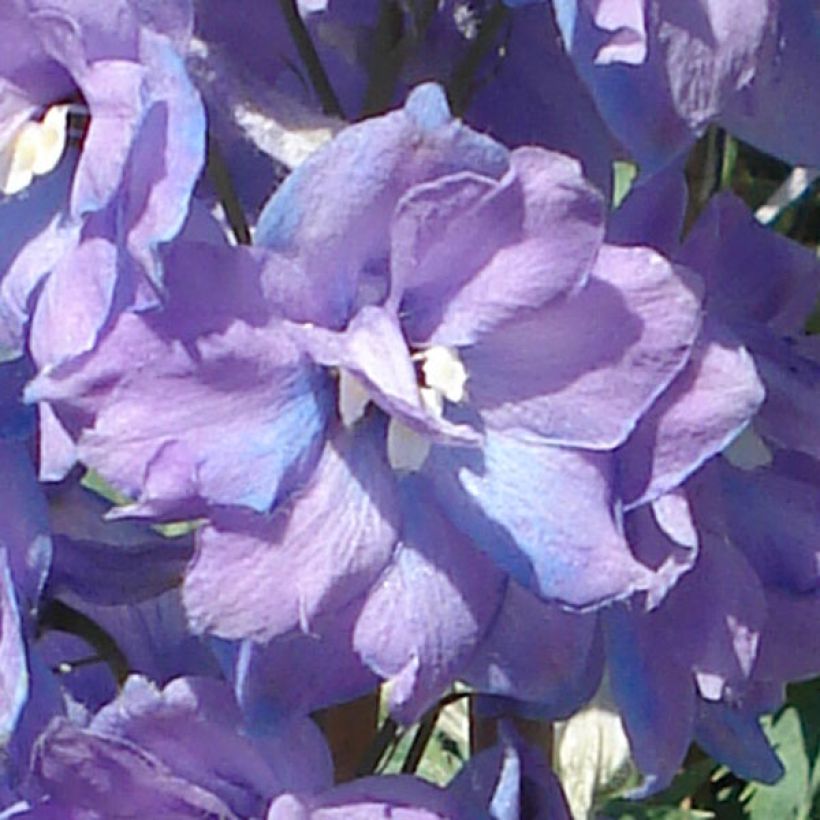 Delphinium Pacific Guinerve - Pied d'Alouette vivace (Flowering)