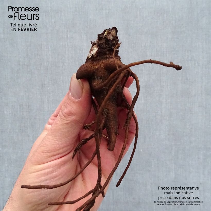 Spécimen de Delphinium Highlander Blueberry Pie - Pied d'Alouette vivace Racines nues, qualité premium tel que livré en hiver