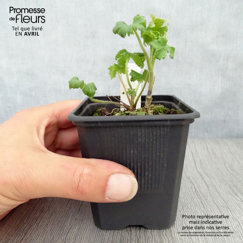 Spécimen de Delphinium Highlander Bolero - Pied d'alouette vivace Godet de 8/9 cm tel que livré au printemps