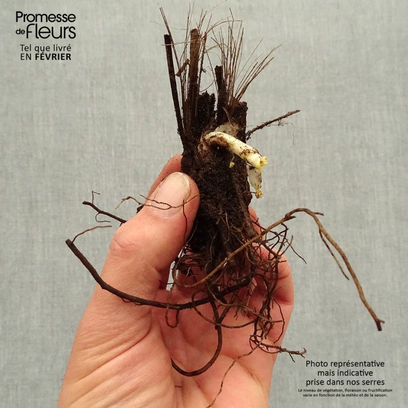 Spécimen de Delphinium Highlander Bolero - Pied d'alouette vivace Racines nues, Qualité premium tel que livré en hiver