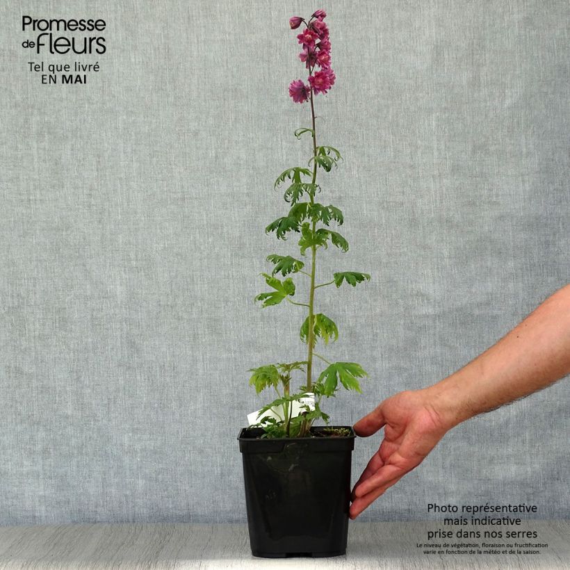 Example of Delphinium Highlander Flamenco - Pied d'Alouette vivace  Pot de 2L/3L as you get in printemps