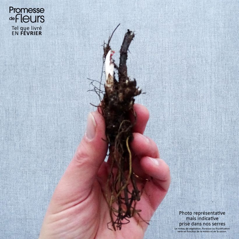 Example of Delphinium Highlander Flamenco - Pied d'Alouette vivace  Racines nues, Qualité premium as you get in hiver