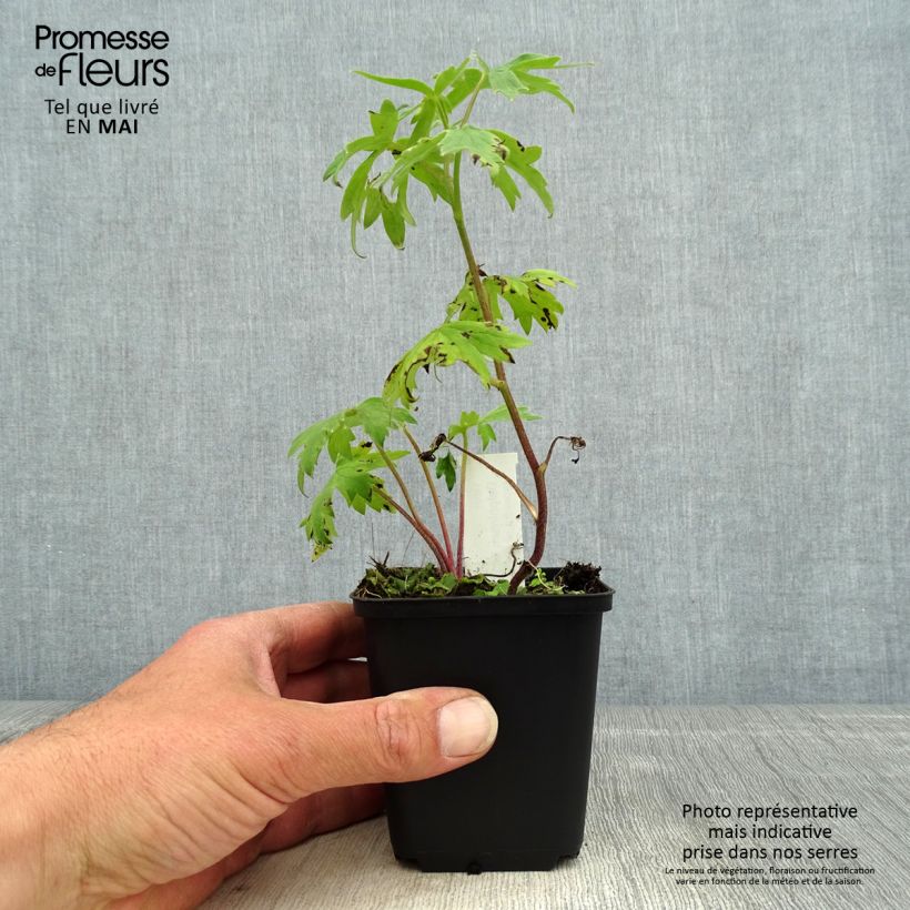 Spécimen de Delphinium Highlander Samba - Pied d'Alouette vivace Godet de 8/9 cm tel que livré au printemps