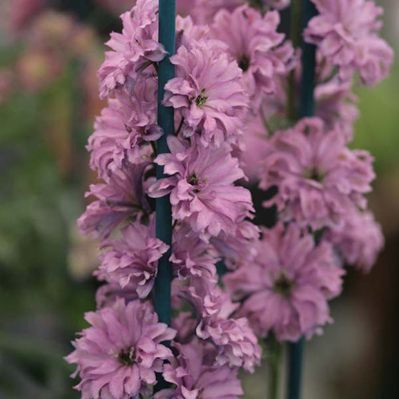 Delphinium Highlander Flamenco - Pied d'Alouette vivace  (Flowering)
