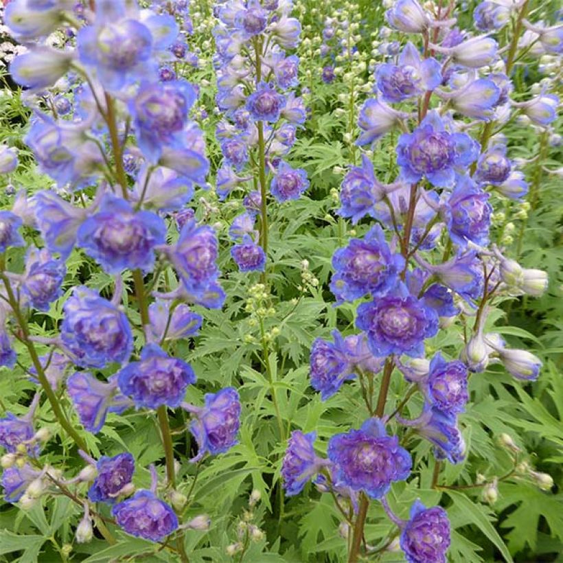 Delphinium Highlander Sweet Sensation - Pied d'Alouette vivace (Flowering)