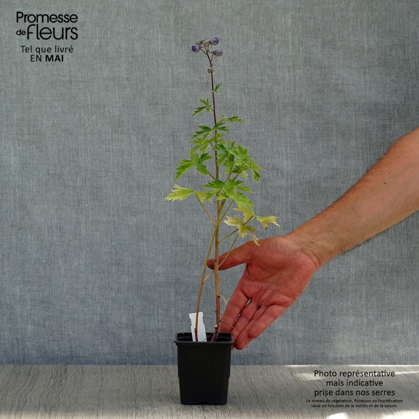 Example of Delphinium Highlander Sweet Sensation - Pied d'Alouette vivace Godet de 8/9 cm as you get in printemps