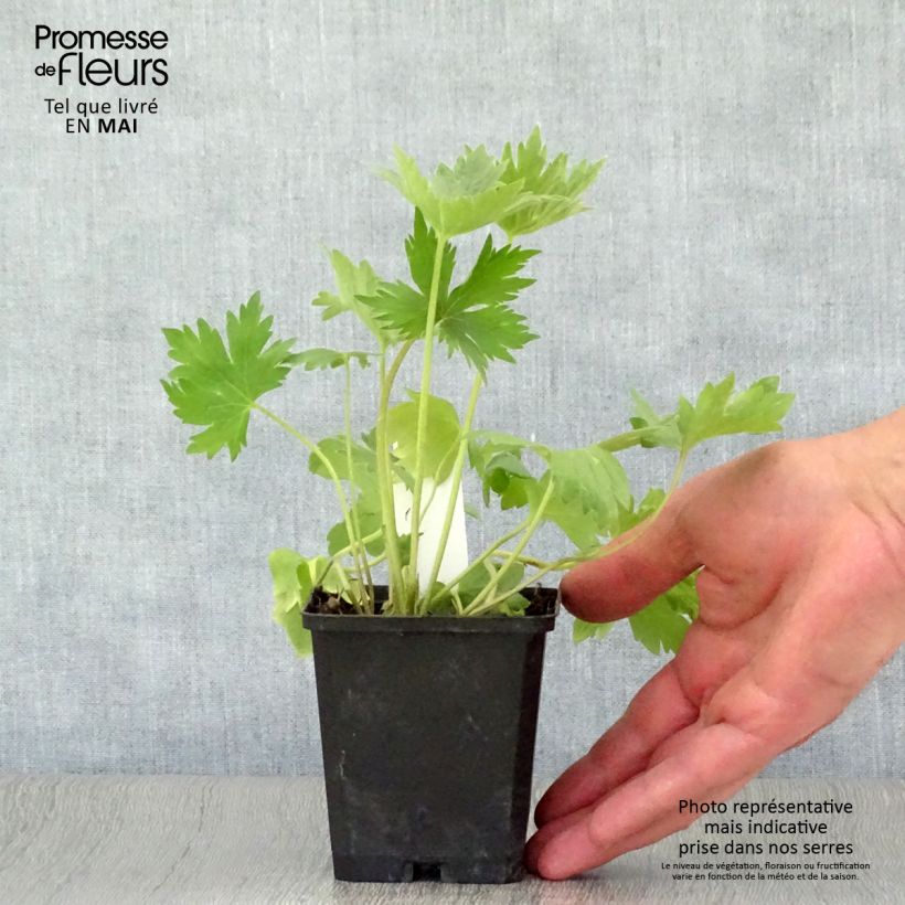 Example of Delphinium Pacific Astolat - Pied d'Alouette vivace Godet de 8/9 cm as you get in printemps