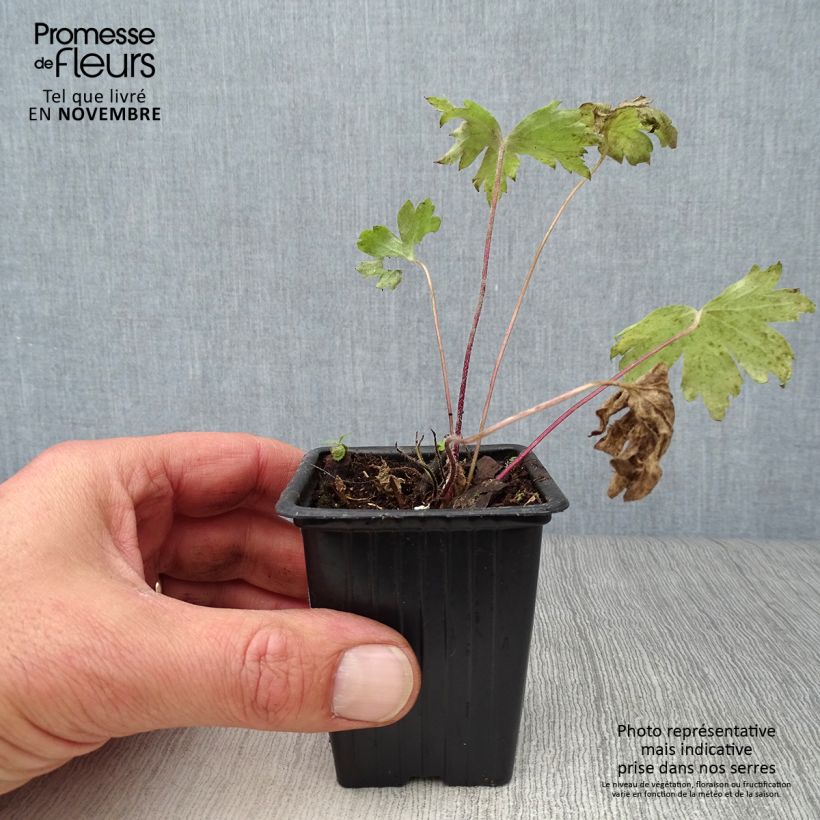 Spécimen de Delphinium Pacific Black Knight - Pied d'Alouette vivace Godet de 7/8 cm tel que livré en automne