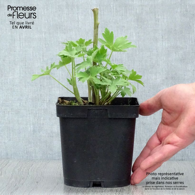 Example of Delphinium Pacific Black Knight - Pied d'Alouette vivace Pot de 2L/3L as you get in printemps