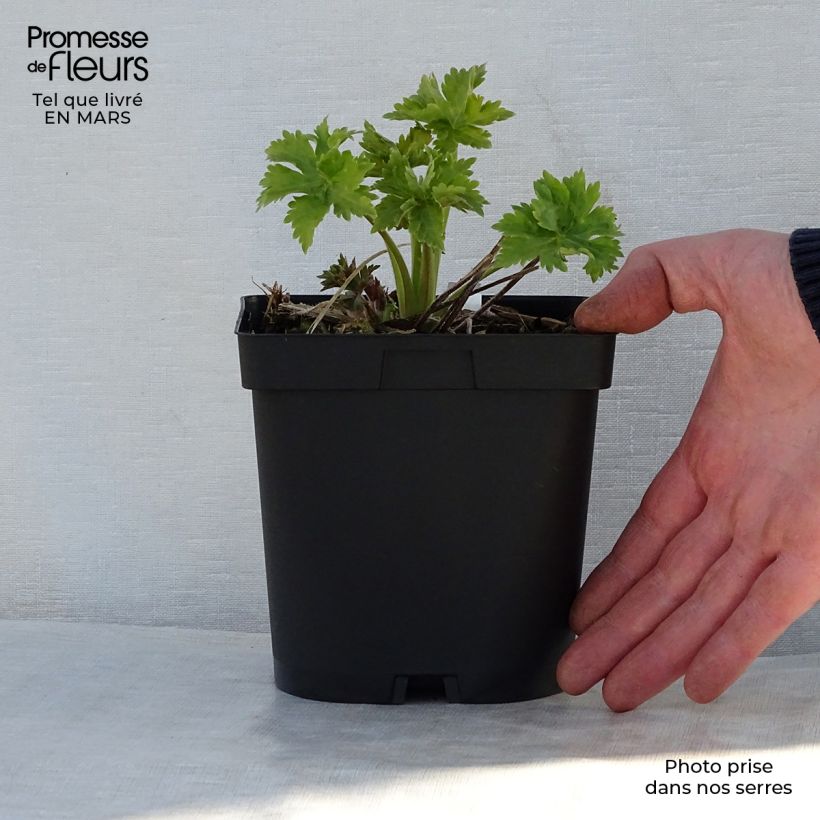 Example of Delphinium Pacific Blue Bird - Pied d'Alouette vivace Pot de 2L/3L as you get in printemps