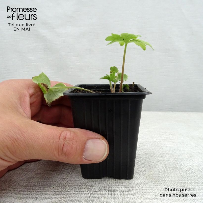 Example of Delphinium Pacific Blue Bird - Pied d'Alouette vivace Godet de 7/8 cm as you get in printemps