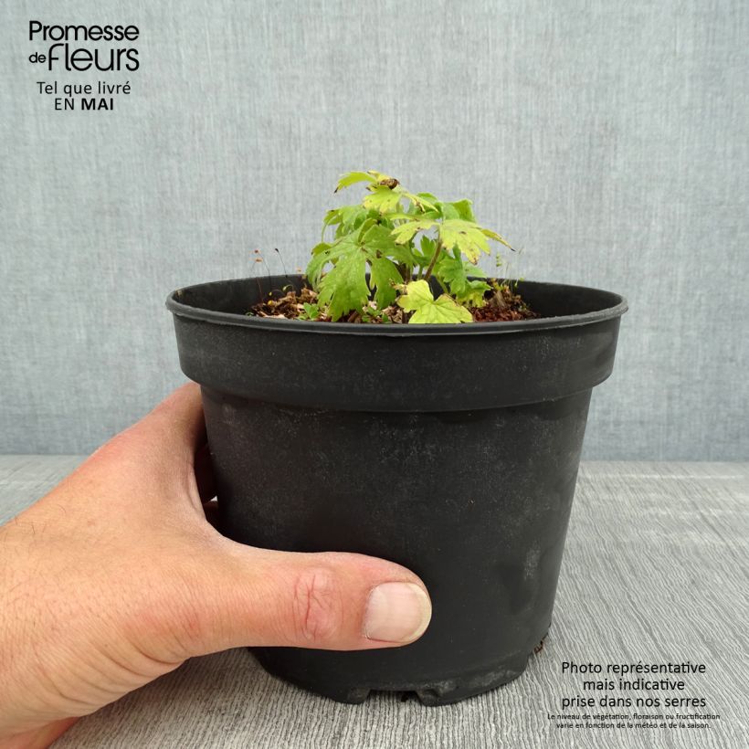 Spécimen de Delphinium Pacific Blue Jay - Pied d'Alouette vivace Pot de 2L/3L tel que livré au printemps