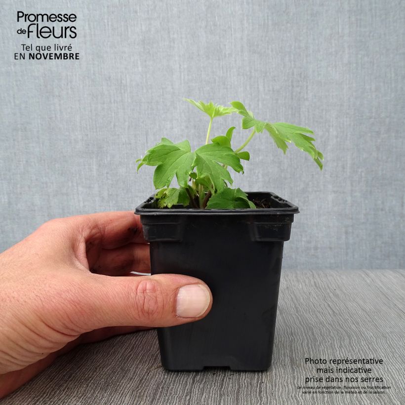 Spécimen de Delphinium Pacific Blue Jay - Pied d'Alouette vivace Godet de 7/8 cm tel que livré en automne