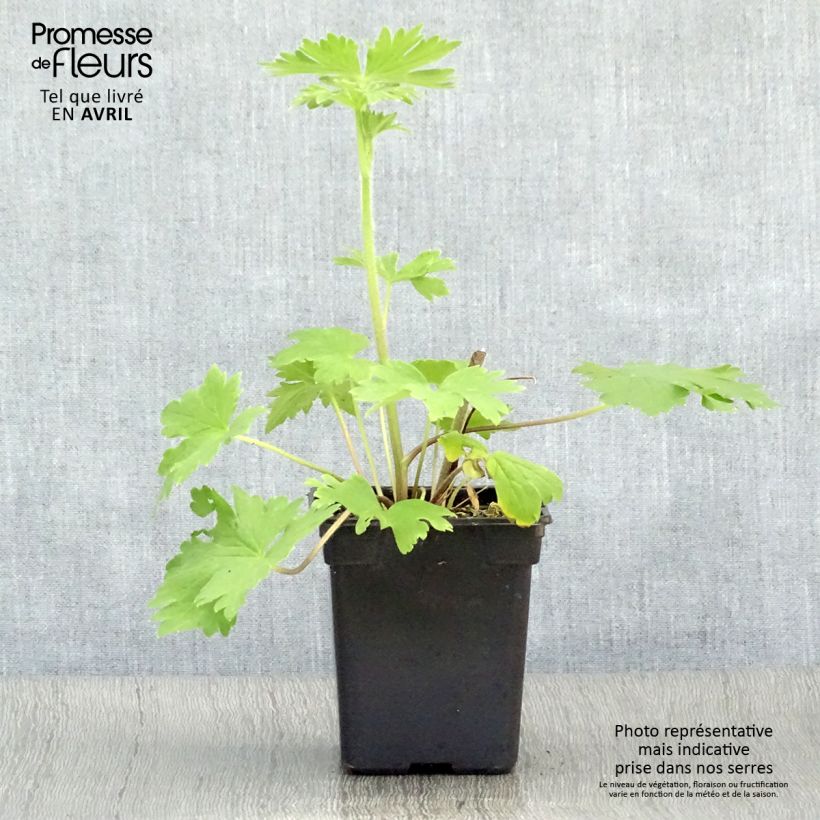 Spécimen de Delphinium Pacific Blue Jay - Pied d'Alouette vivace Godet de 7/8 cm tel que livré au printemps