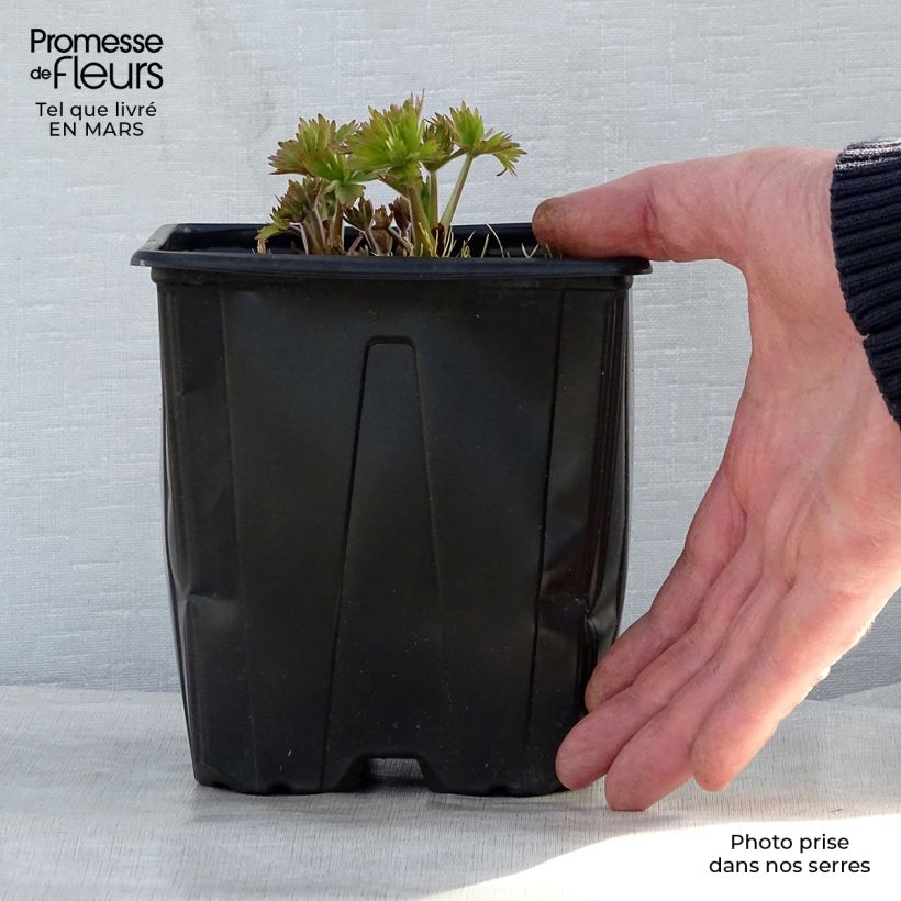 Example of Delphinium Pacific King Arthur - Pied d'Alouette vivace Pot de 2L/3L as you get in printemps