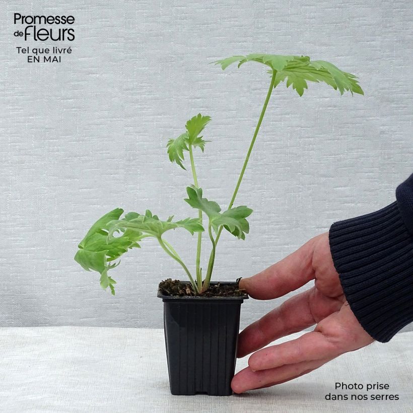 Example of Delphinium Pacific King Arthur - Pied d'Alouette vivace Godet de 7/8 cm as you get in printemps