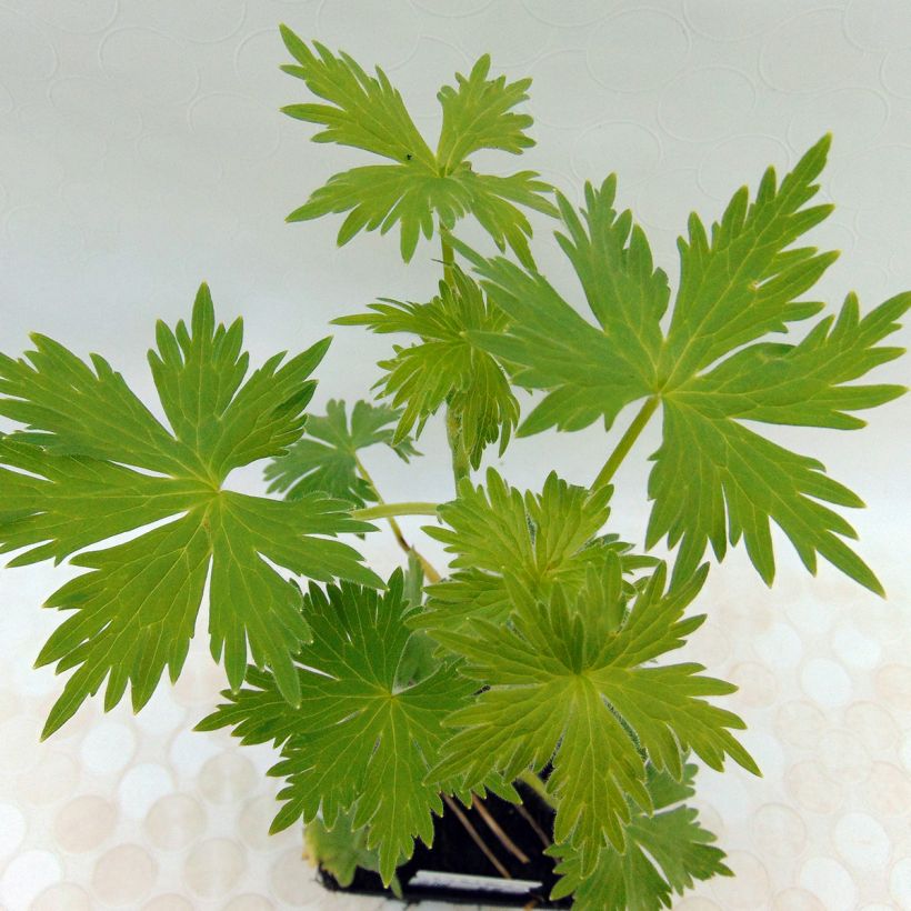 Delphinium Pacific Summer Skies - Pied d'Alouette vivace (Foliage)