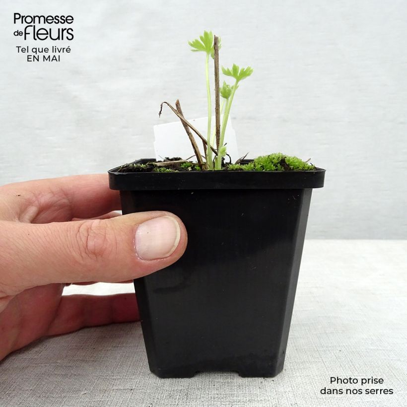 Example of Delphinium Pacific Summer Skies - Pied d'Alouette vivace Godet de 7/8 cm as you get in printemps