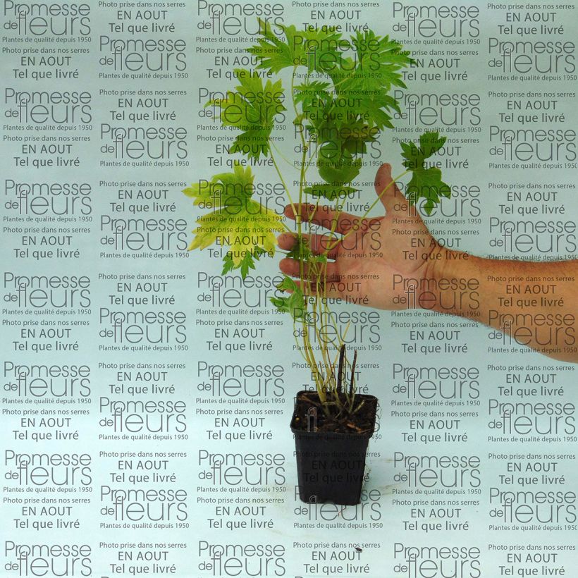 Exemple de spécimen de Delphinium Pacific giant Cameliard - Pied d'Alouette vivace Godet de 8/9 cm tel que livré