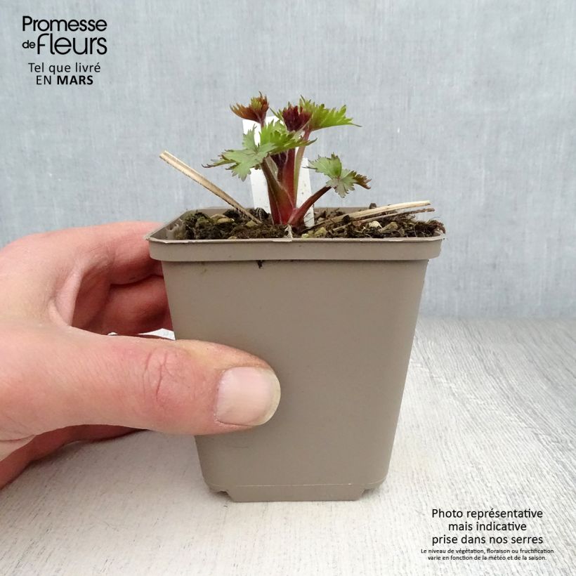 Spécimen de Delphinium Pagan Purples - Pied d'Alouette vivace Godet de 8/9 cm tel que livré au printemps