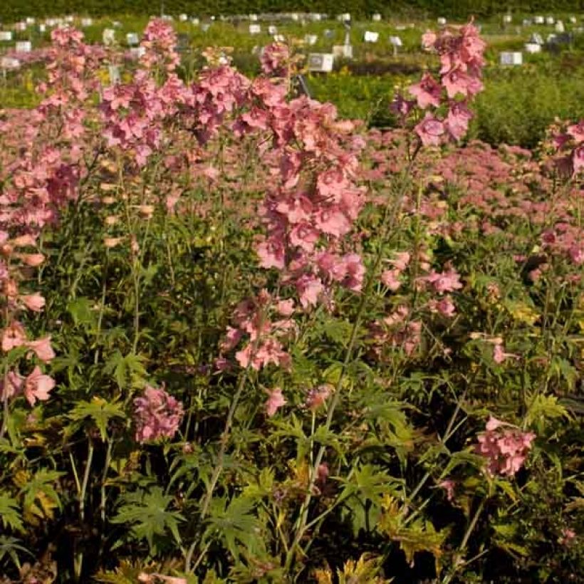 Delphinium Ruysii Pink Sensation, Pied d'Alouette (Plant habit)