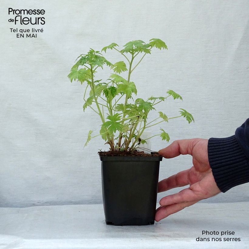 Example of Delphinium Ruysii Pink Sensation, Pied d'Alouette Godet de 8/9 cm as you get in printemps