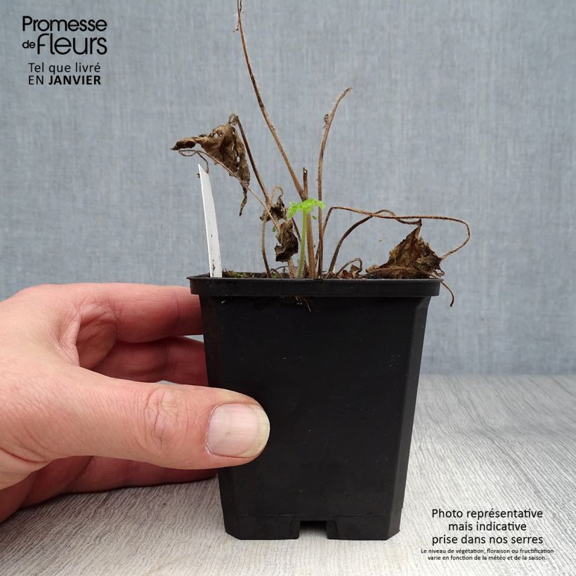 Example of Delphinium Sky Blue-White Bee - Pied d'Alouette vivace Godet de 8/9 cm as you get in hiver