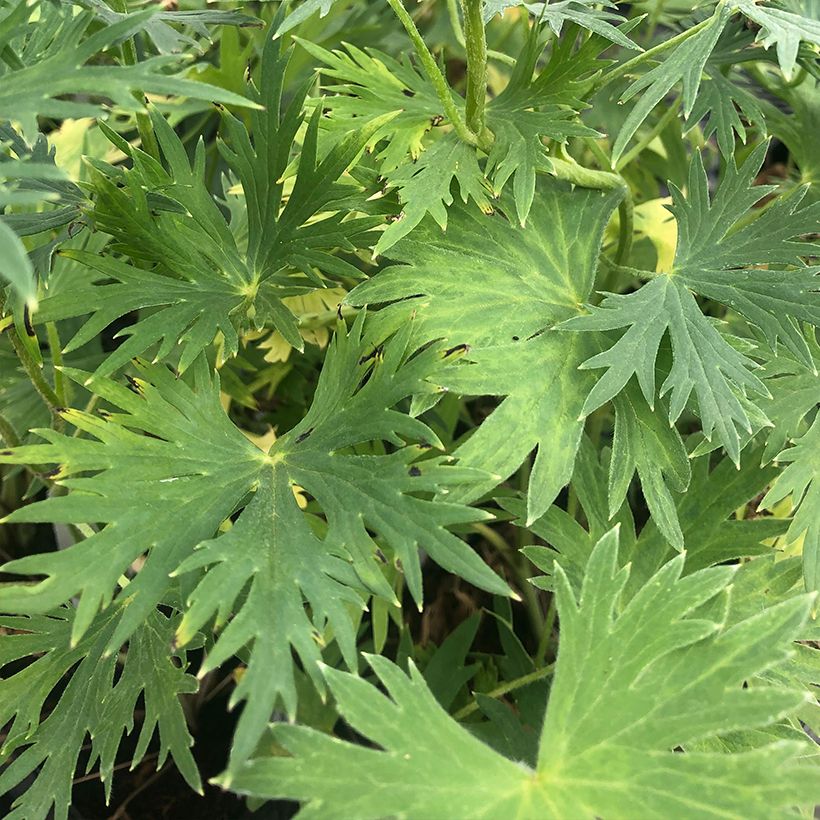 Delphinium belladonna Völkerfrieden - Pied d'Alouette vivace (Foliage)