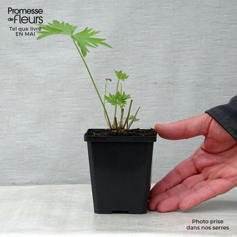 Example of Delphinium belladonna Bellamosum - Pied d'Alouette vivace Godet de 7/8 cm as you get in printemps