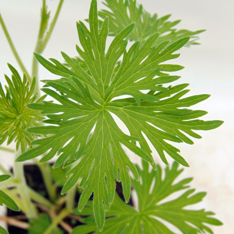 Delphinium belladonna Casablanca - Pied d'Alouette vivace (Foliage)