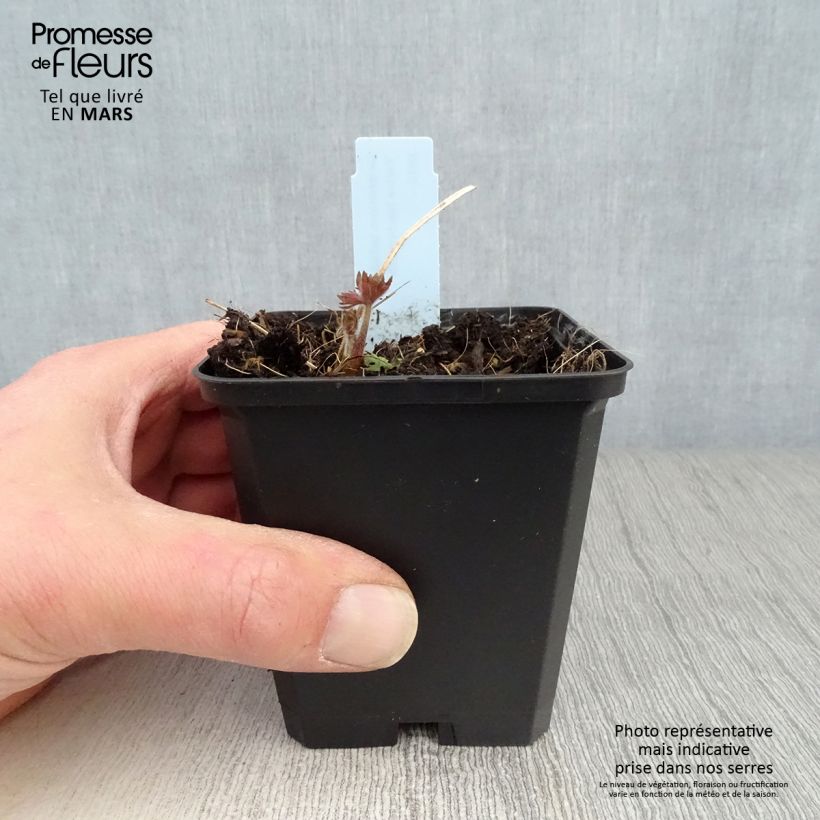 Spécimen de Delphinium belladonna Kleine Nachtmusik - Pied d'Alouette vivace Godet de 8/9 cm tel que livré au printemps