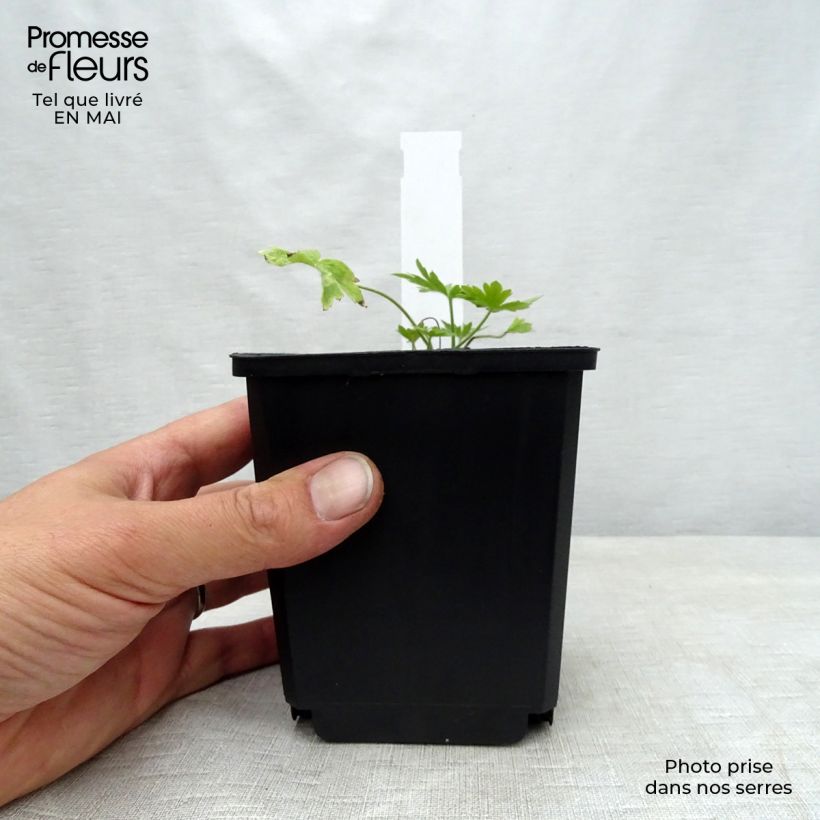 Spécimen de Delphinium belladonna Moerheimii - Pied d'Alouette vivace Godet de 8/9 cm tel que livré au printemps