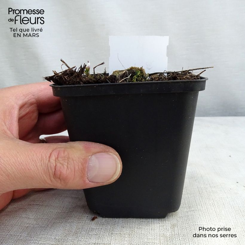 Spécimen de Delphinium belladonna Piccolo - Pied d'Alouette vivace Godet de 8/9 cm tel que livré au printemps